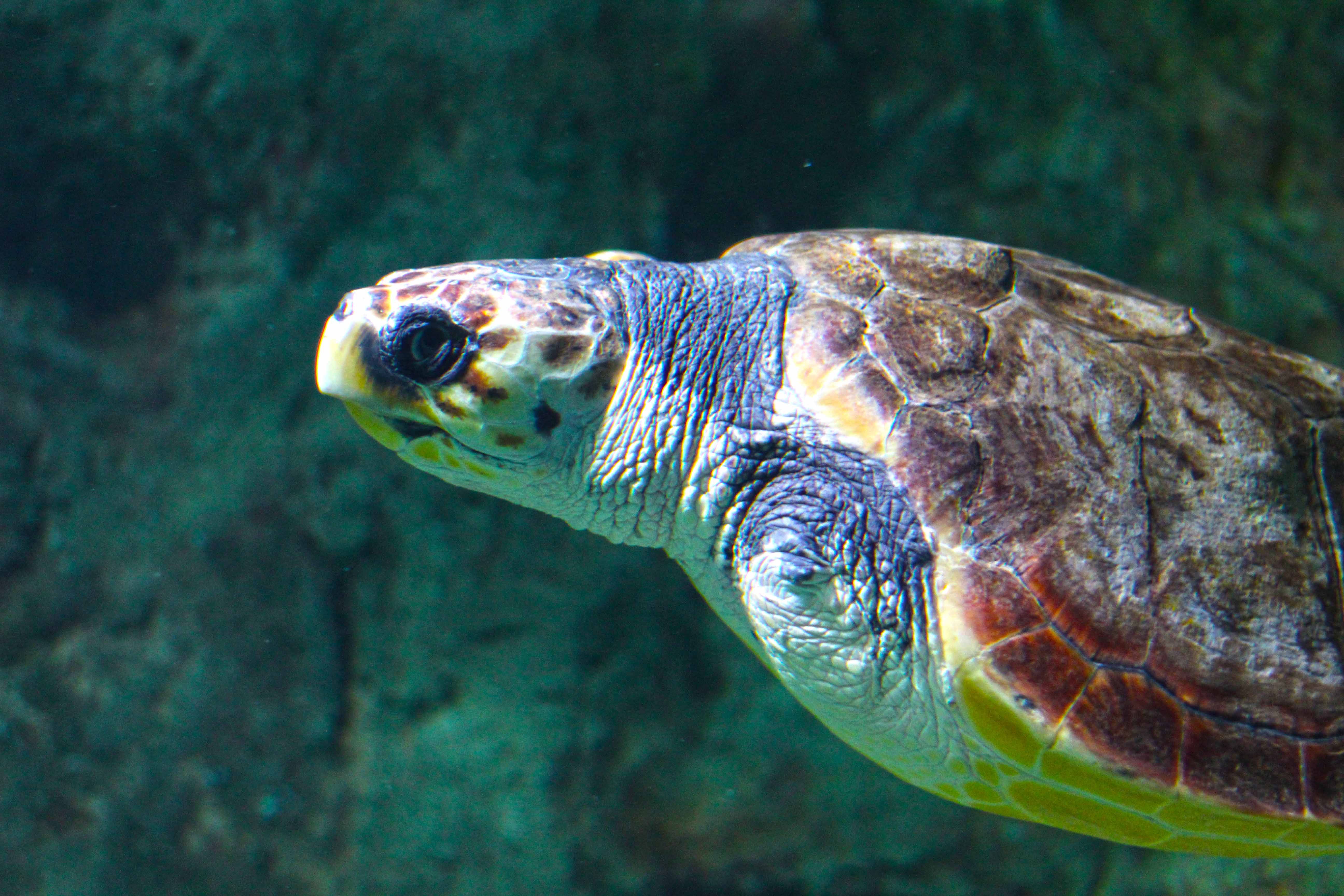 350_alta_Aquarium Caretta Caretta.JPG